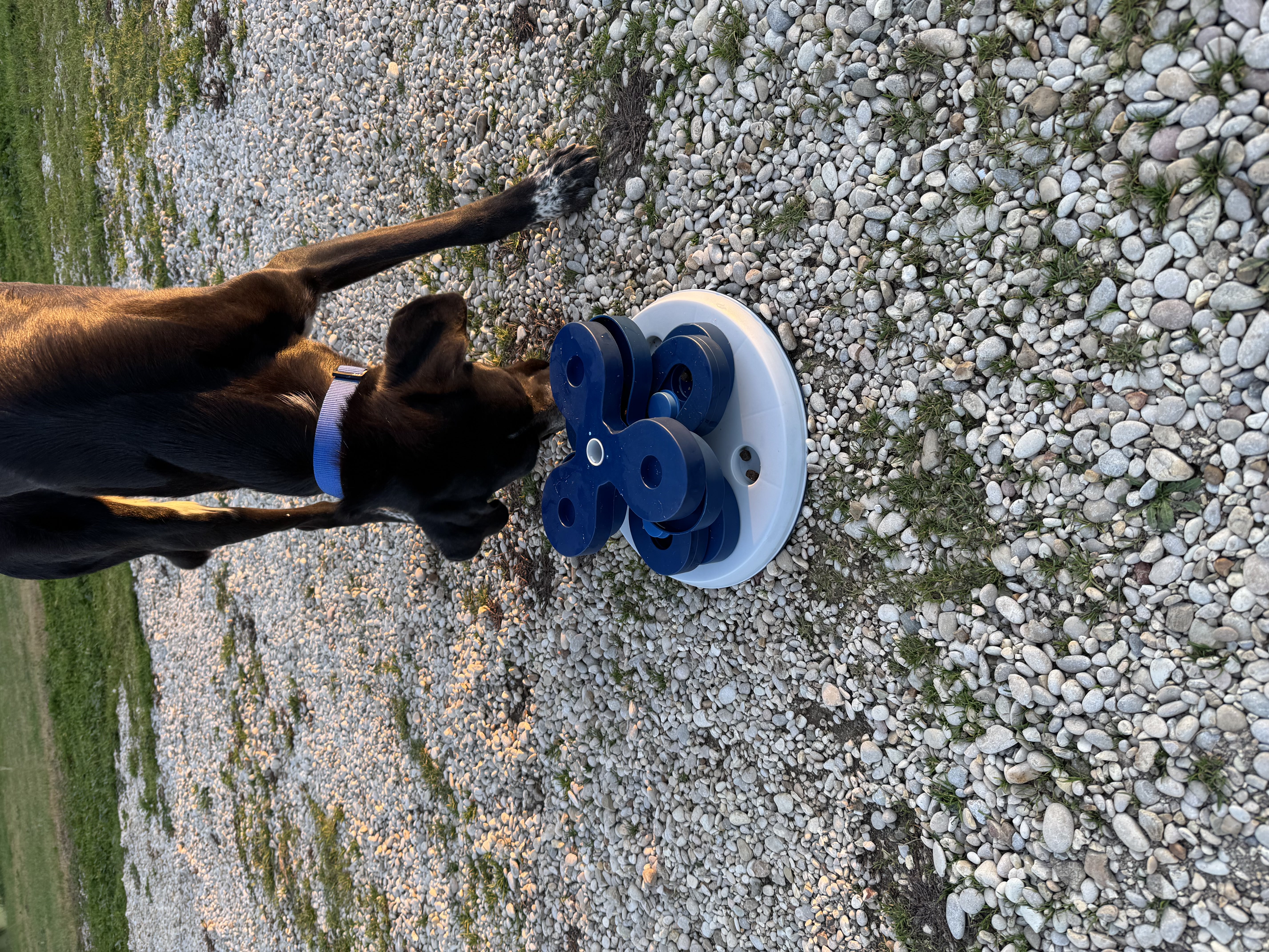 Addestramento cani Torino – sessione con Stefano Dubla